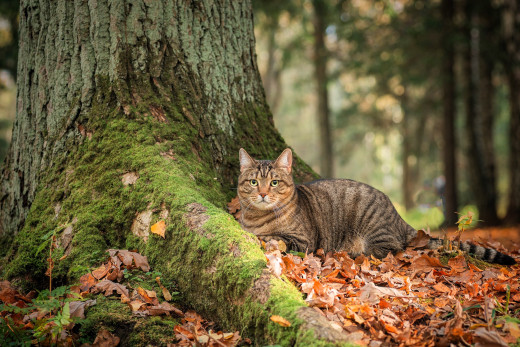 �1759492 �������(a): ����������:2400x1600